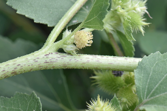 Rough Cocklebur inconspicuous flowers grow out from stem and leaf axils as shown here. Xanthium strumarium